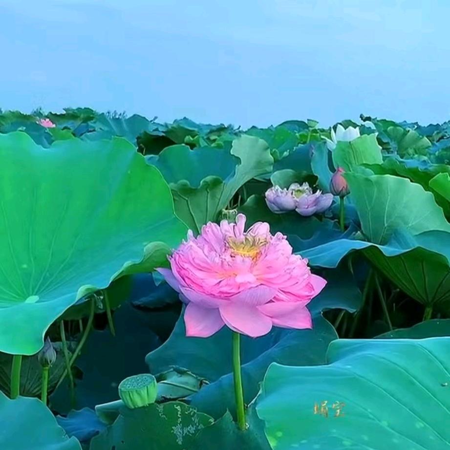 蒋大姐