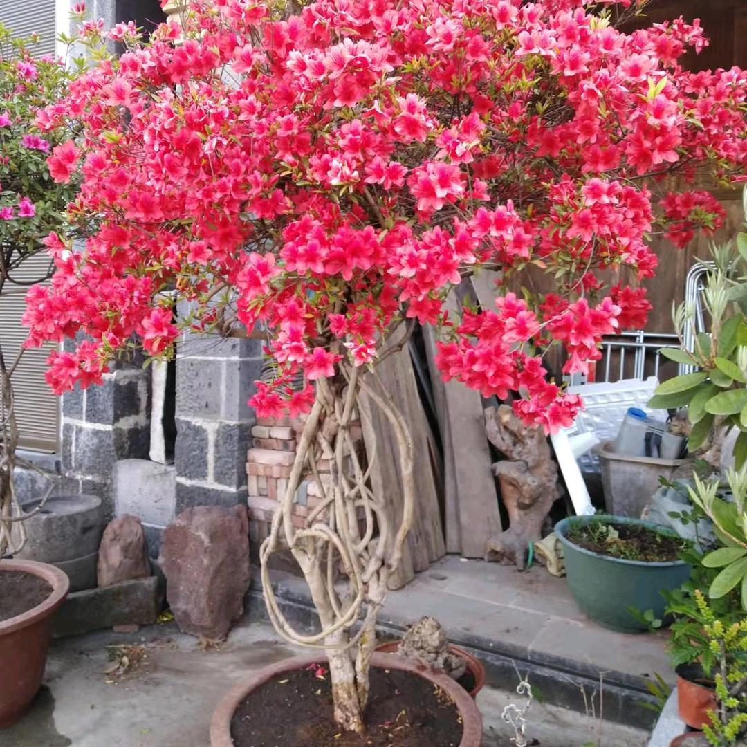 腾冲市打鹰山杜鹃园林