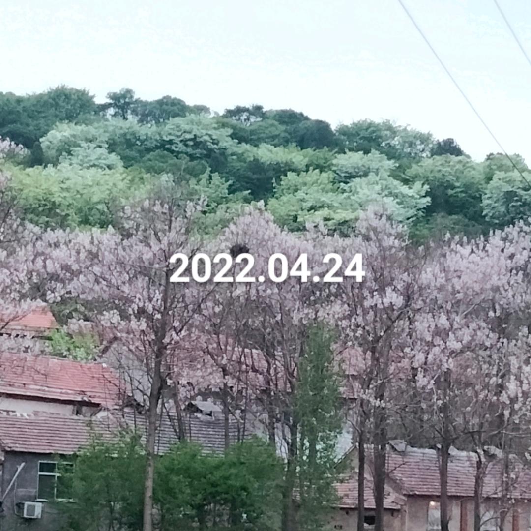 百年流苏林