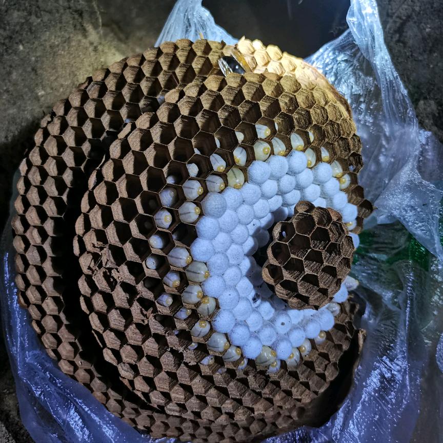 要的闲要的吃