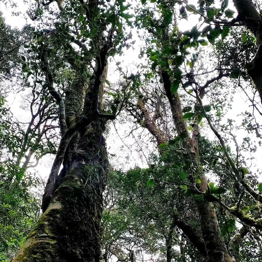 在山间.茶色