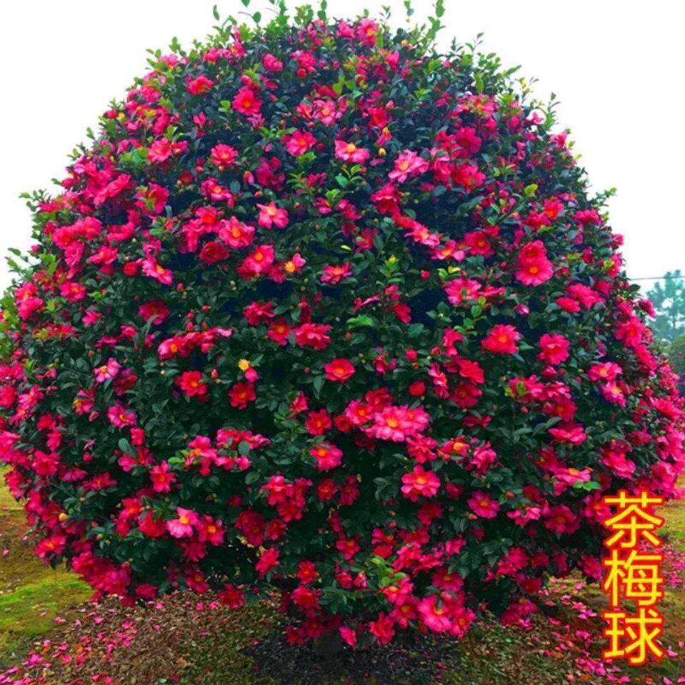 李姐姐dyrfz7hdf01o