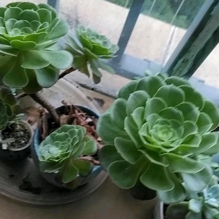 🍀绿叶🍀³⁷⁹