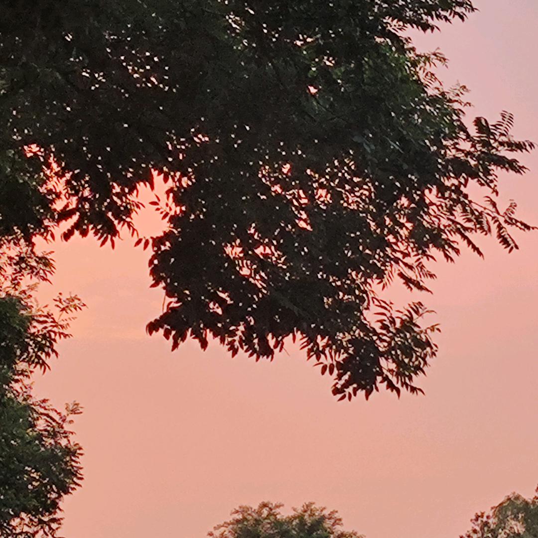 野摊烧烤♥炭火烤串