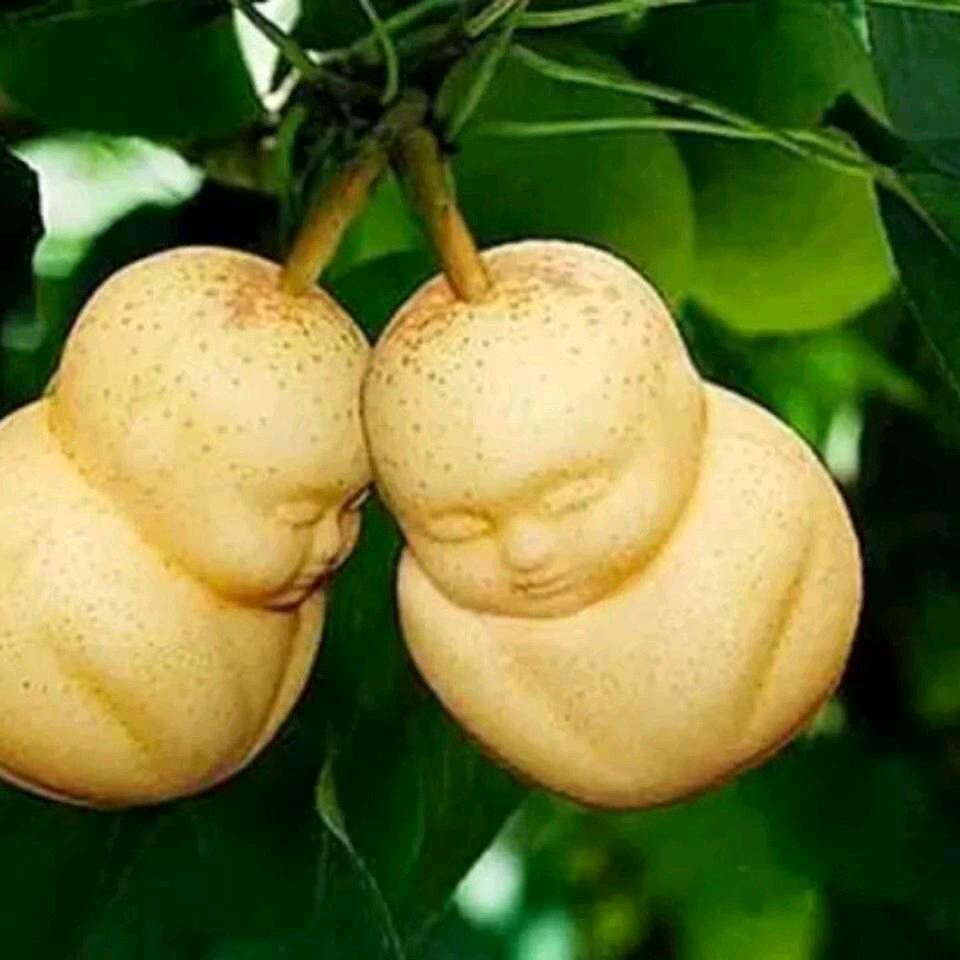 进退……两难（不定时直播）