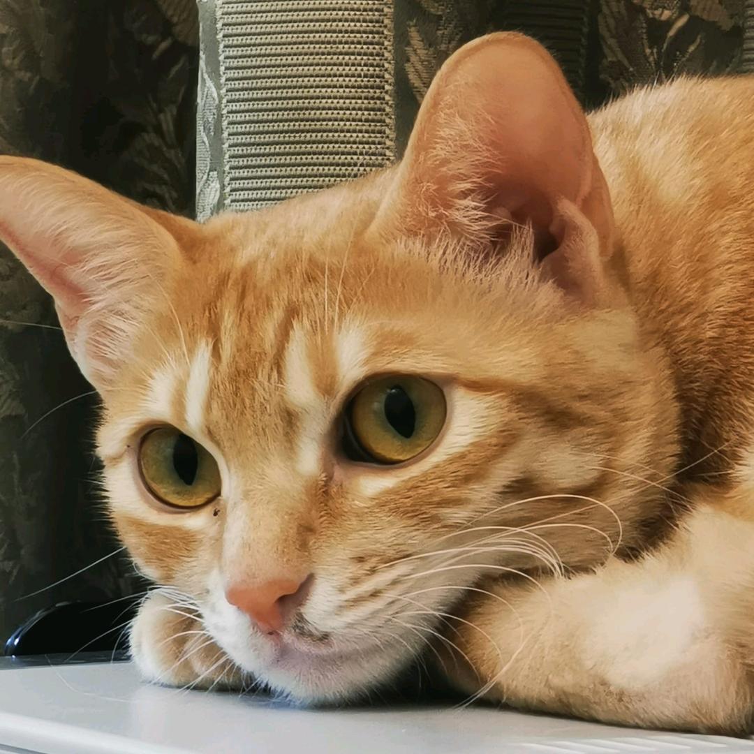 祖魯🦀️Zulu 🕊️