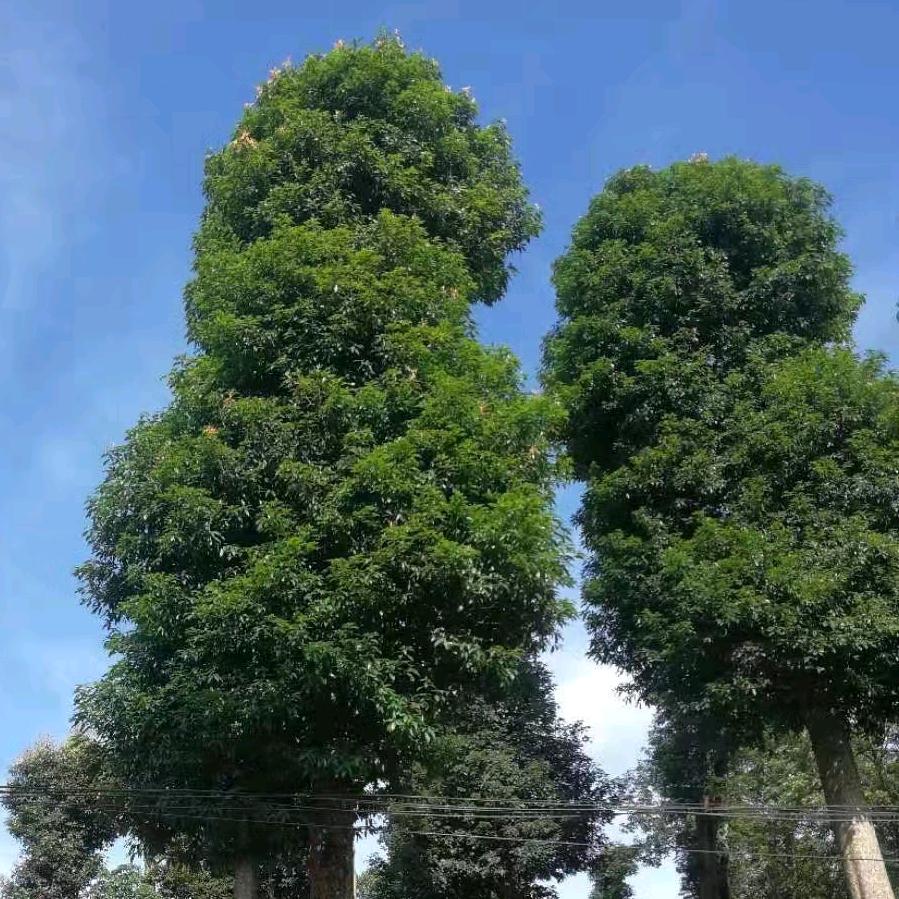 武胜县龙宇苗木种植有限责任公司