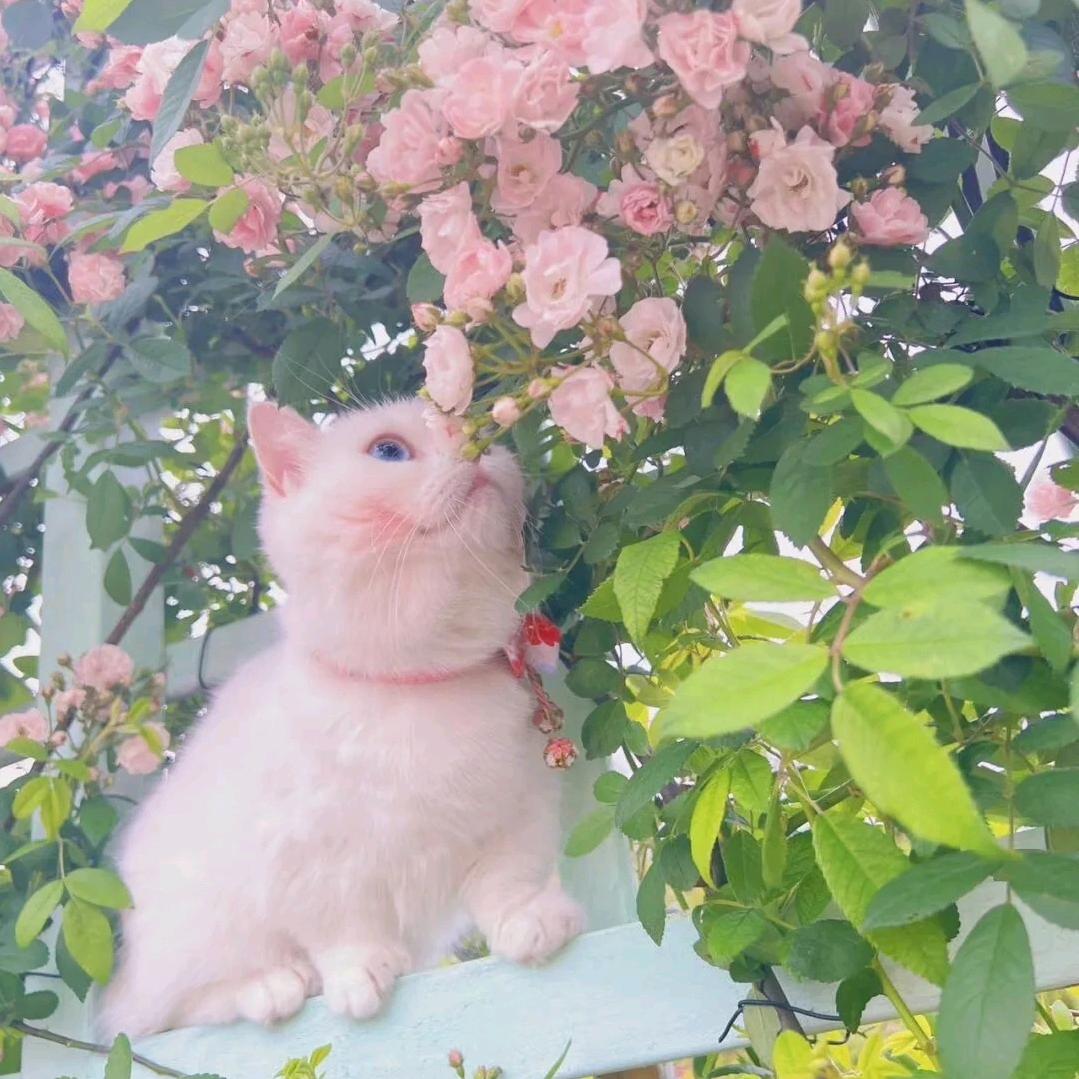 不误正业的花店老板娘
