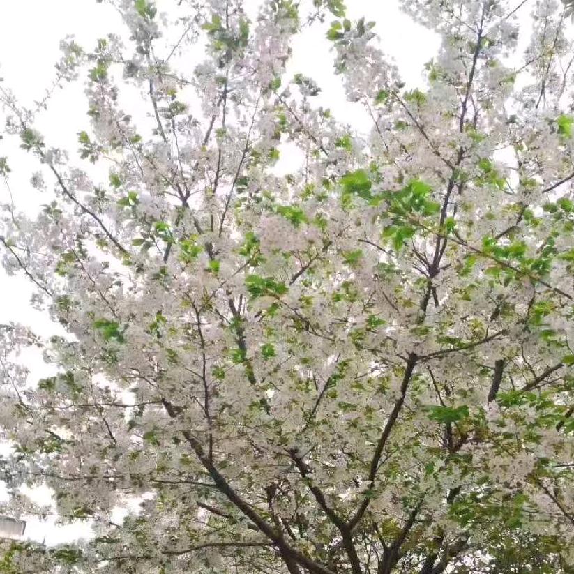 野心与你