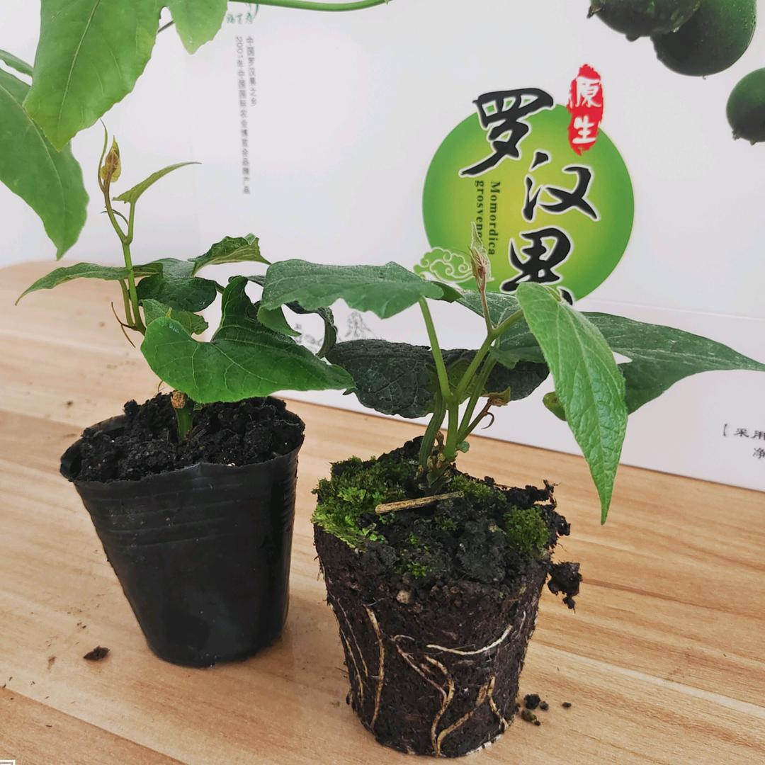 小农夫果园甄选