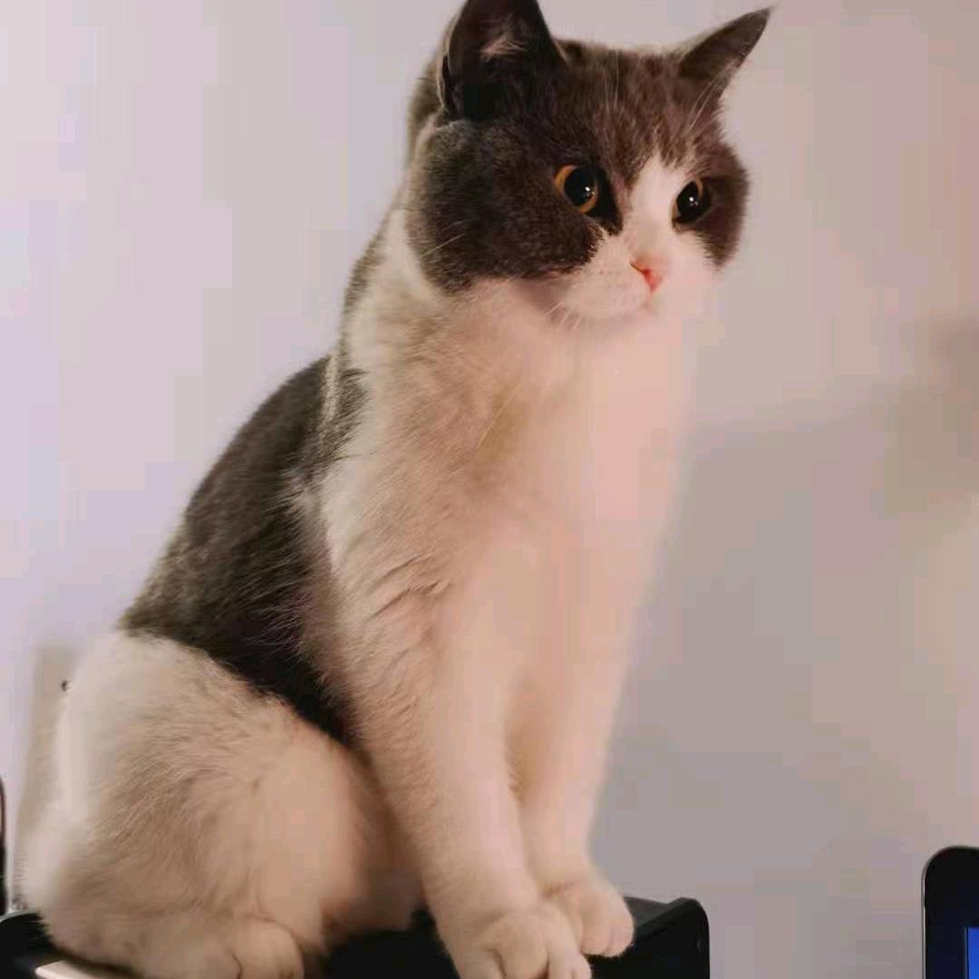 夹芯是只捣蛋猫