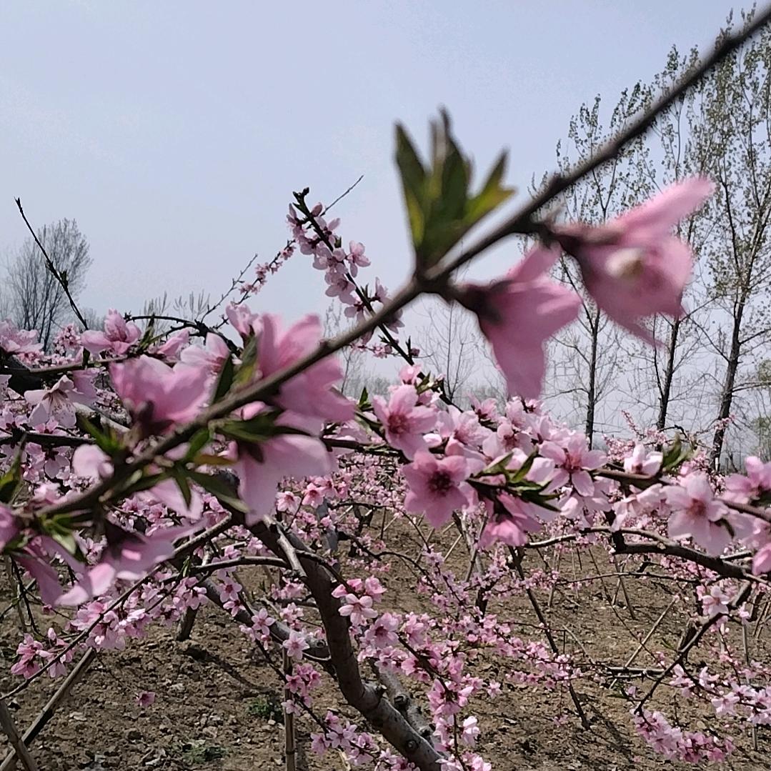 家有俩宝