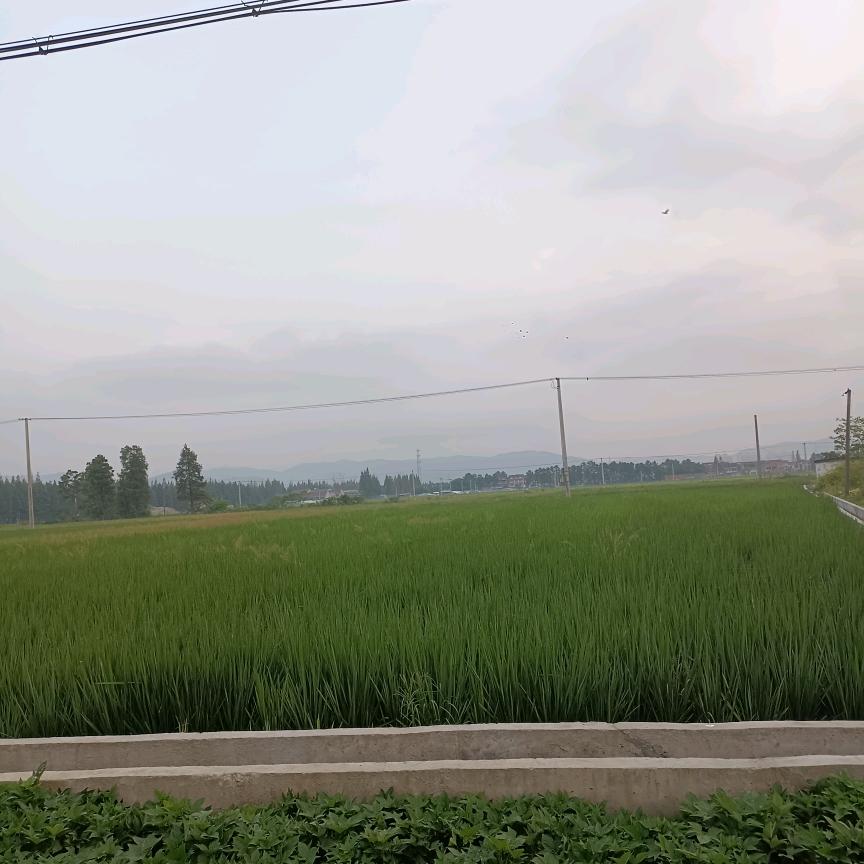 陈四妹