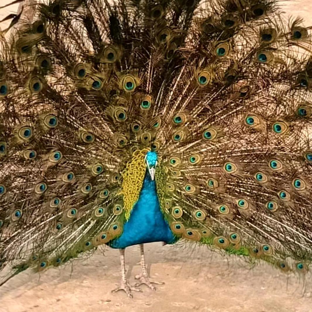 禹琪