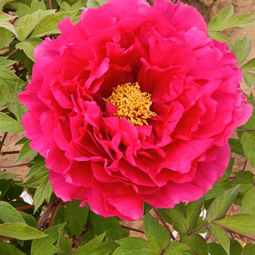 春暖花开🌹