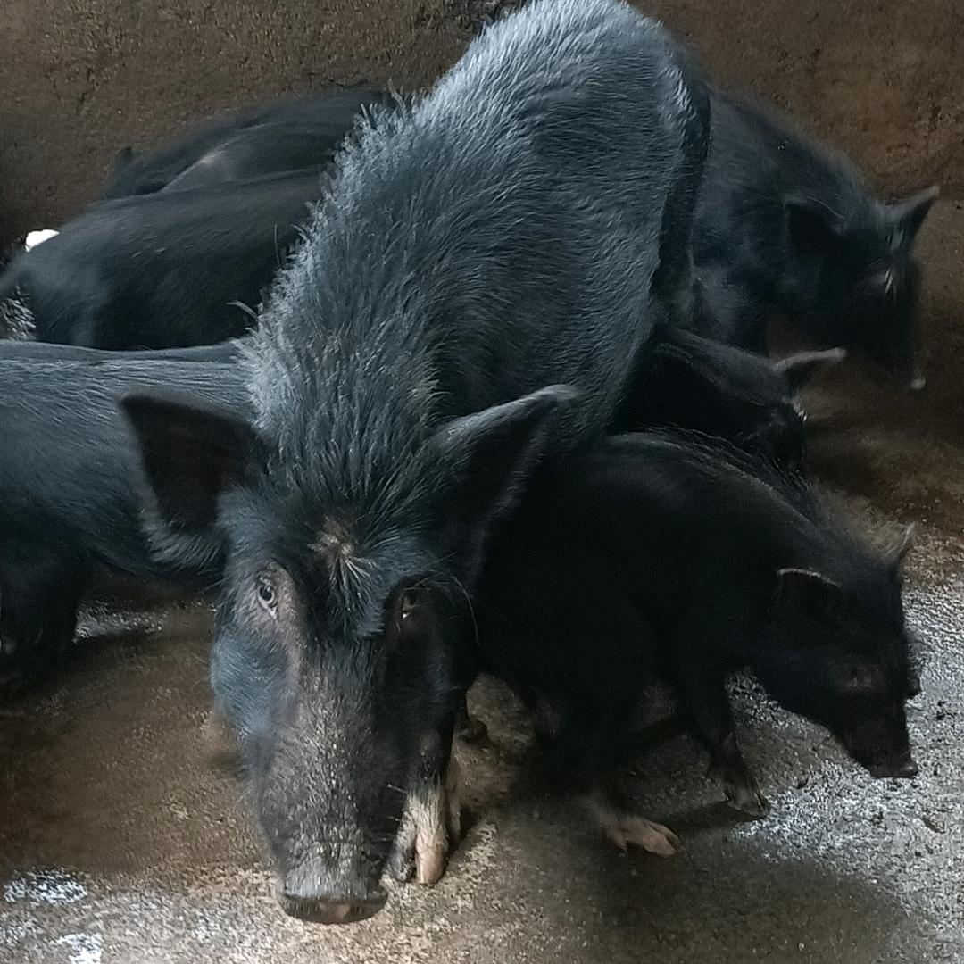 龙南特种养殖