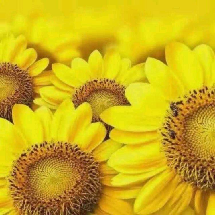 👒芳
