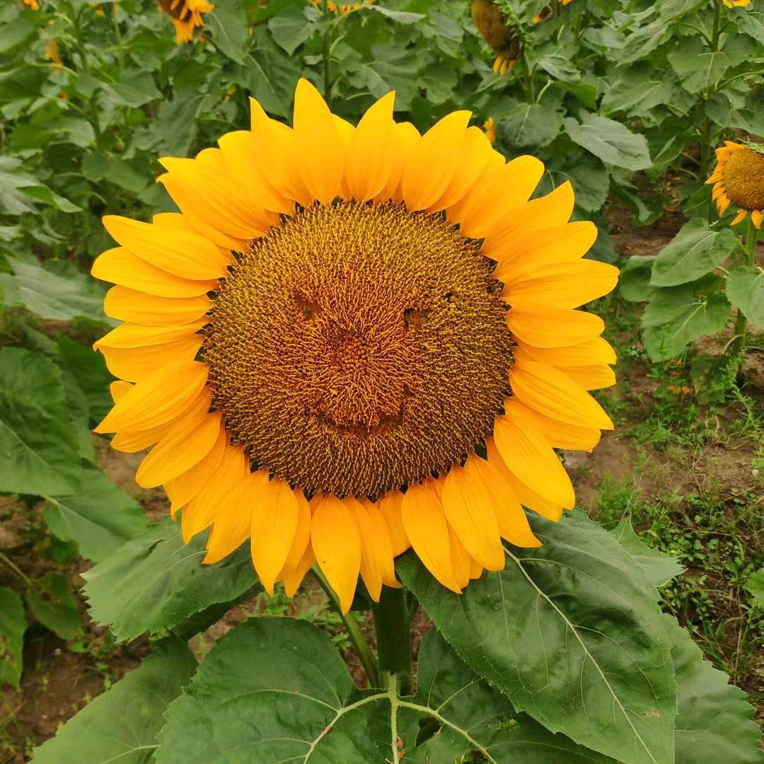 小黄
