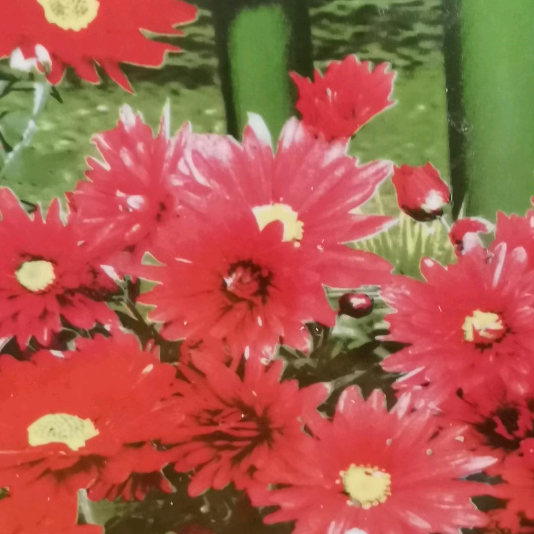 明天会更好