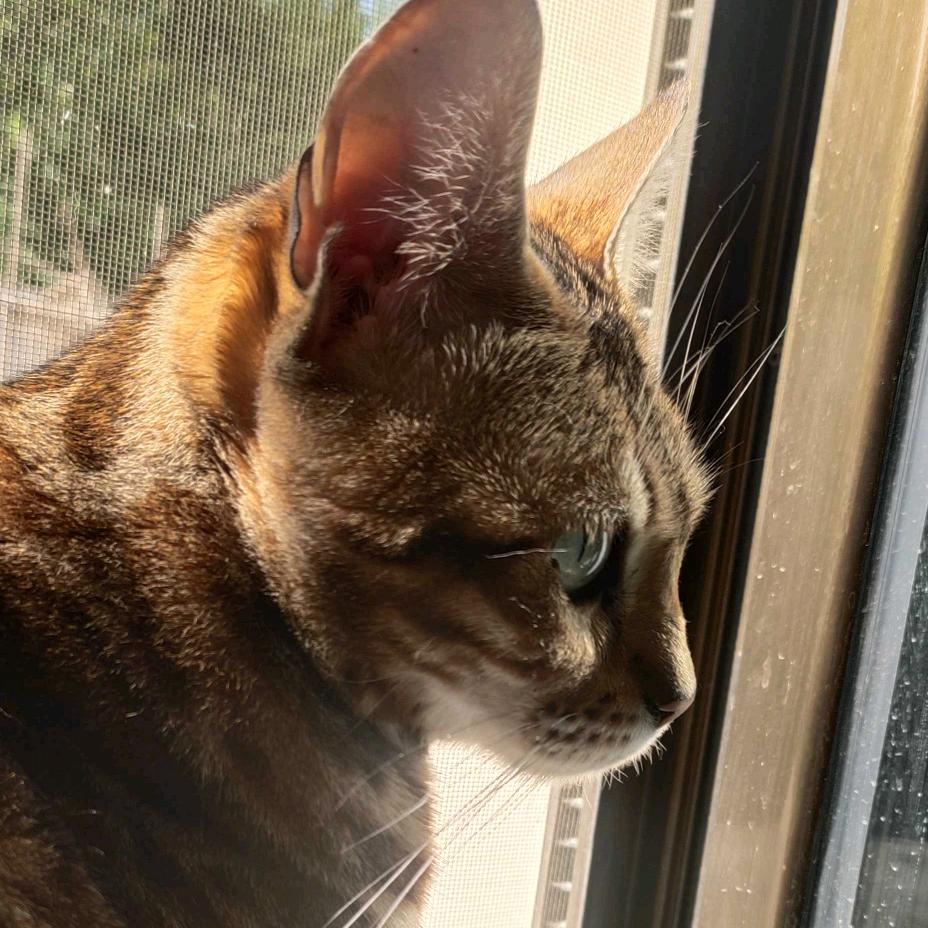 红姐的猫咪🐱