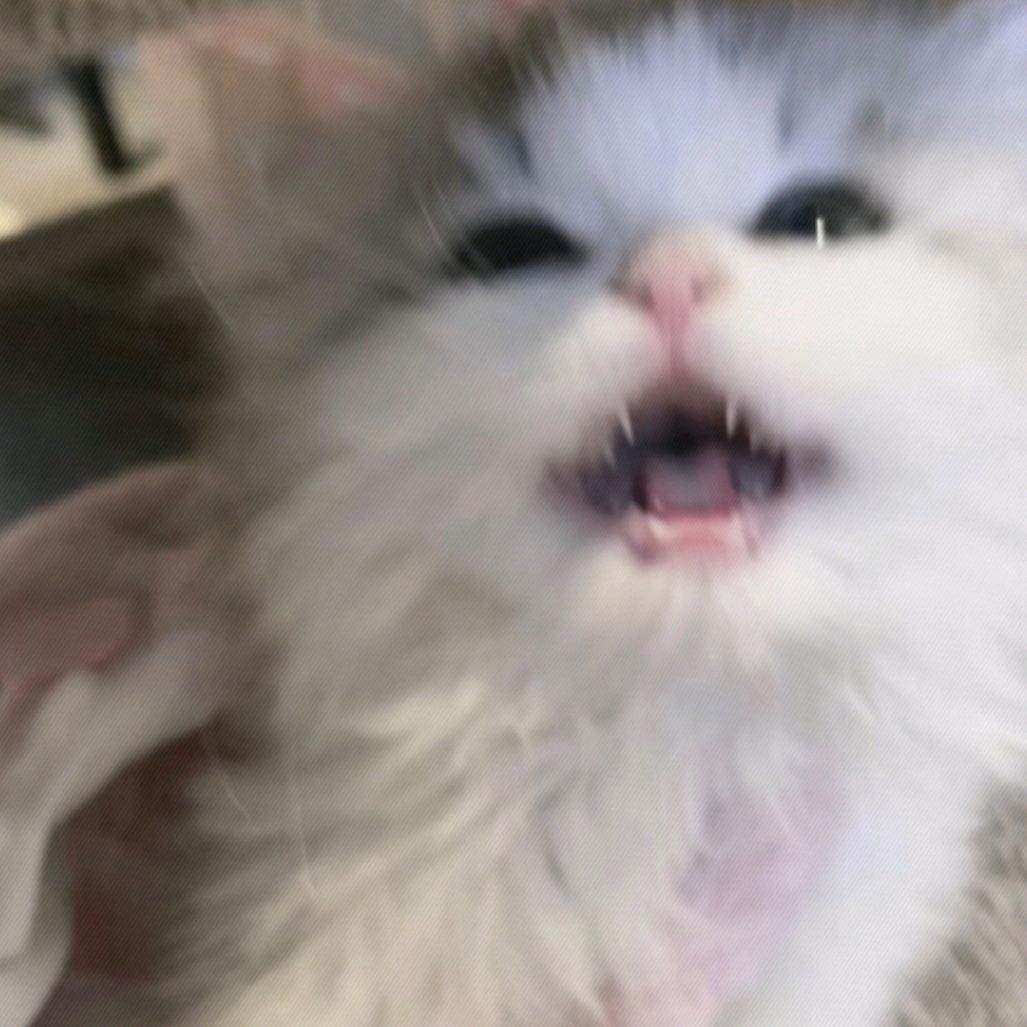 不养到猫狗不改名字