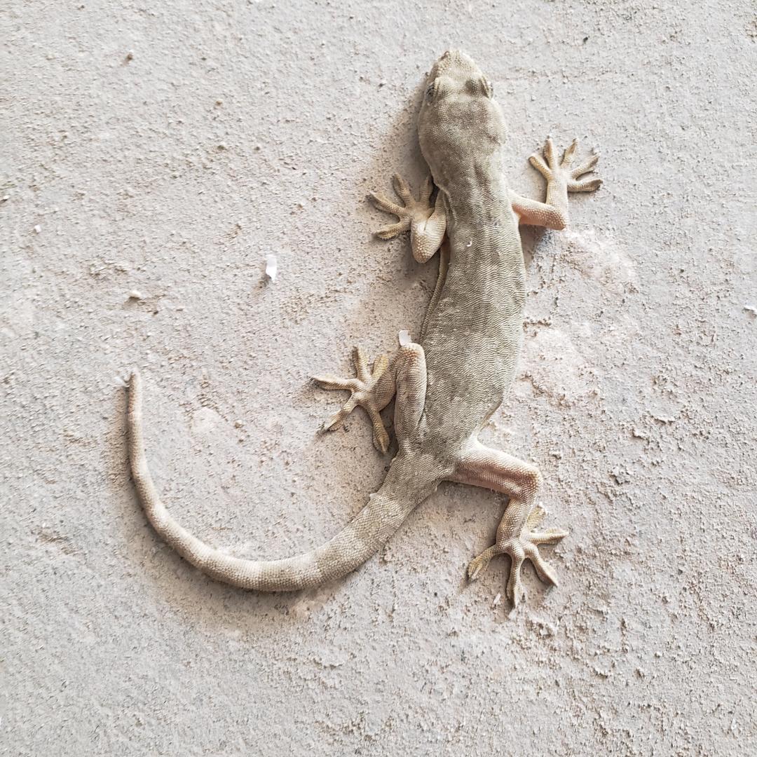 大森