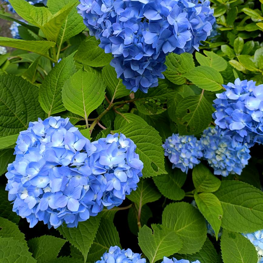 开心