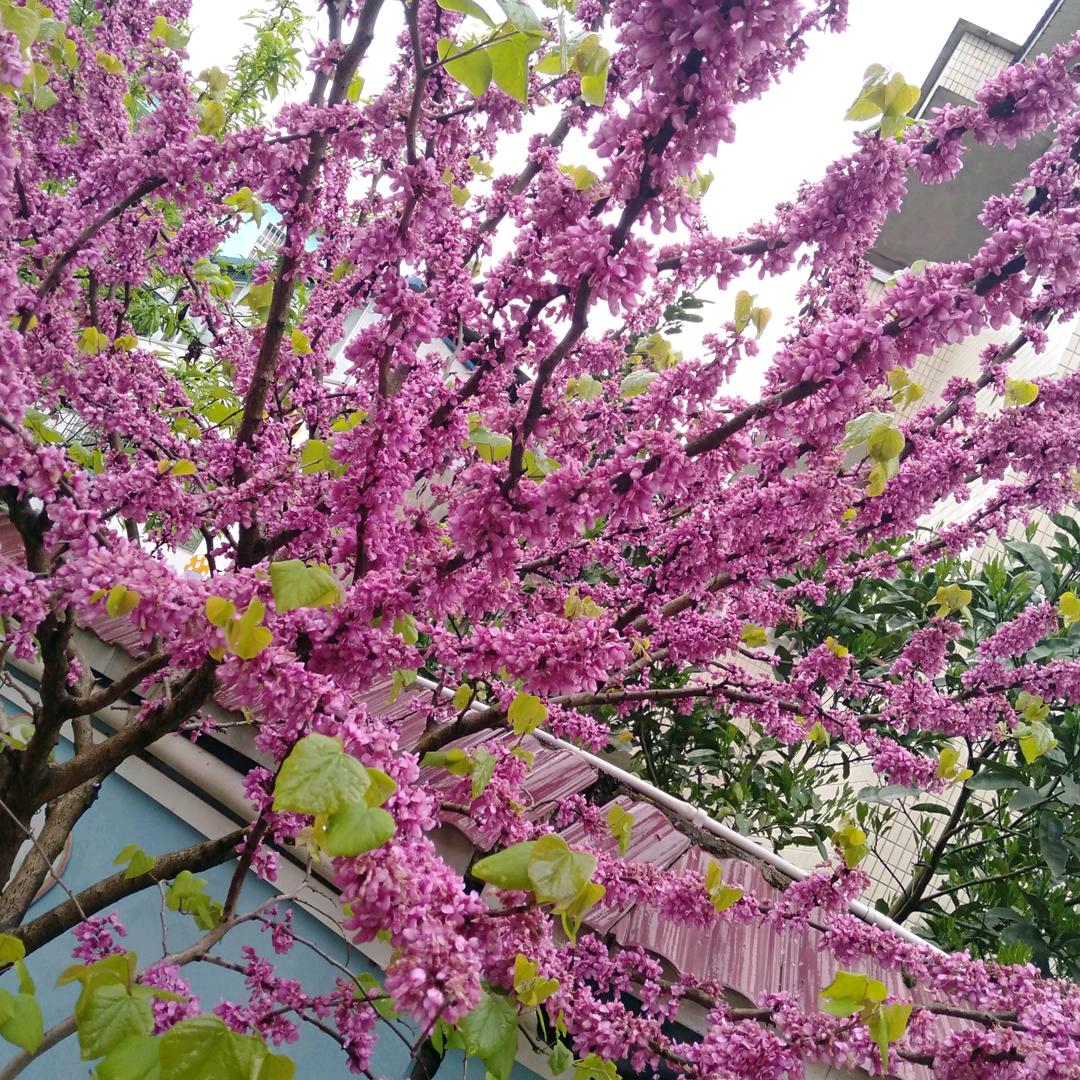 慧