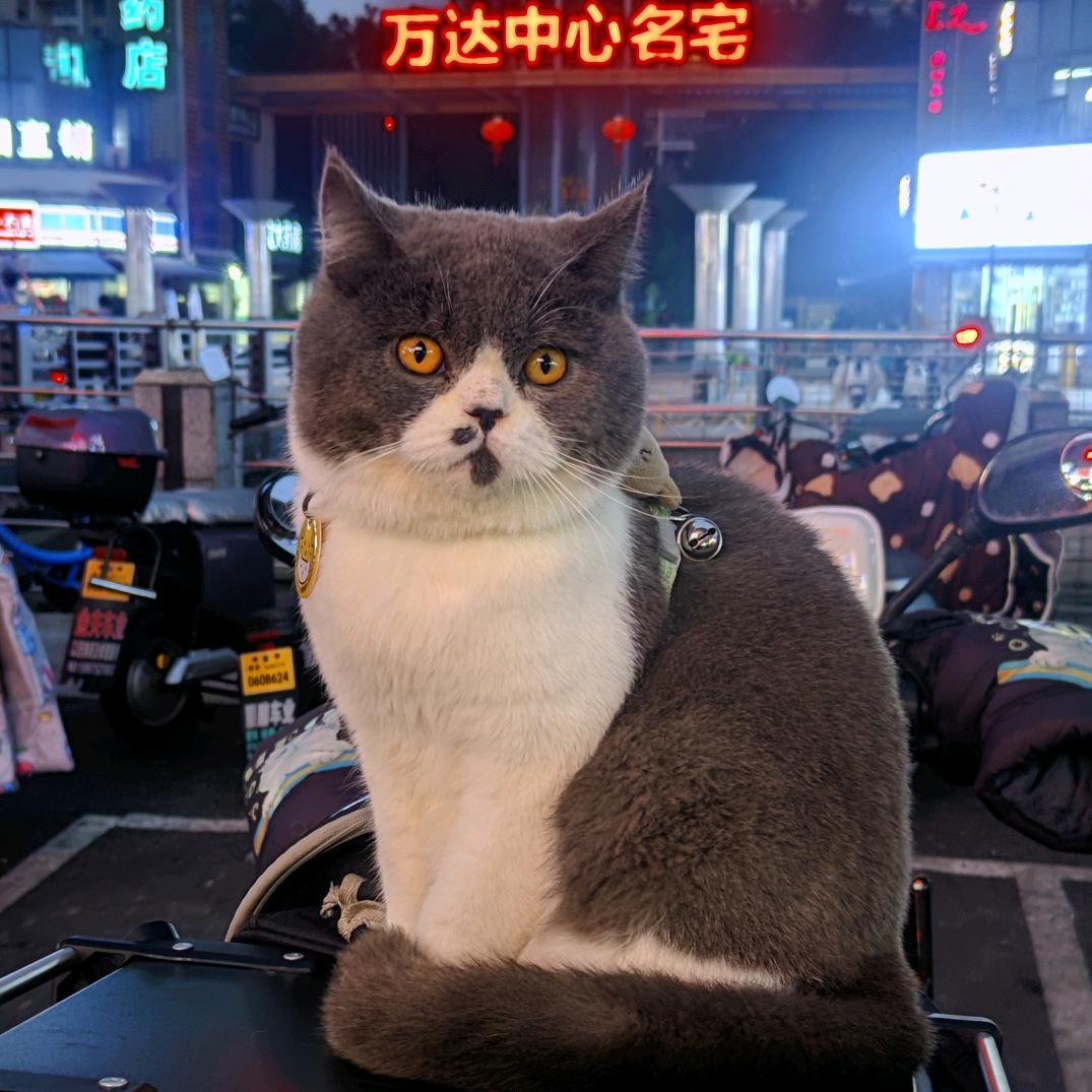 三只猫铲屎官