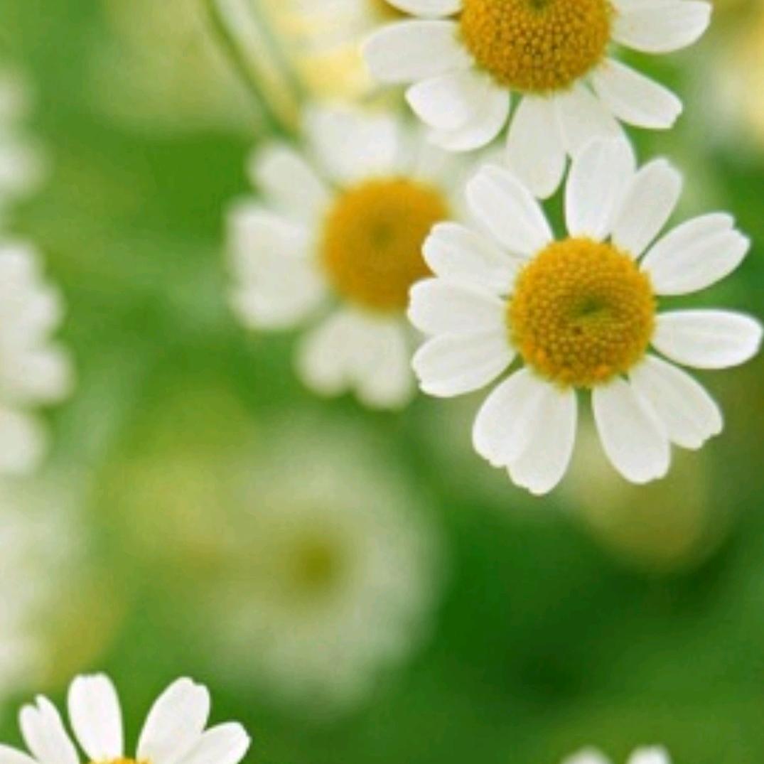 繁花