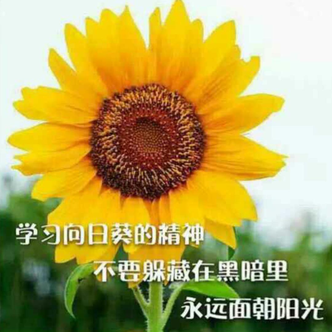 向日葵