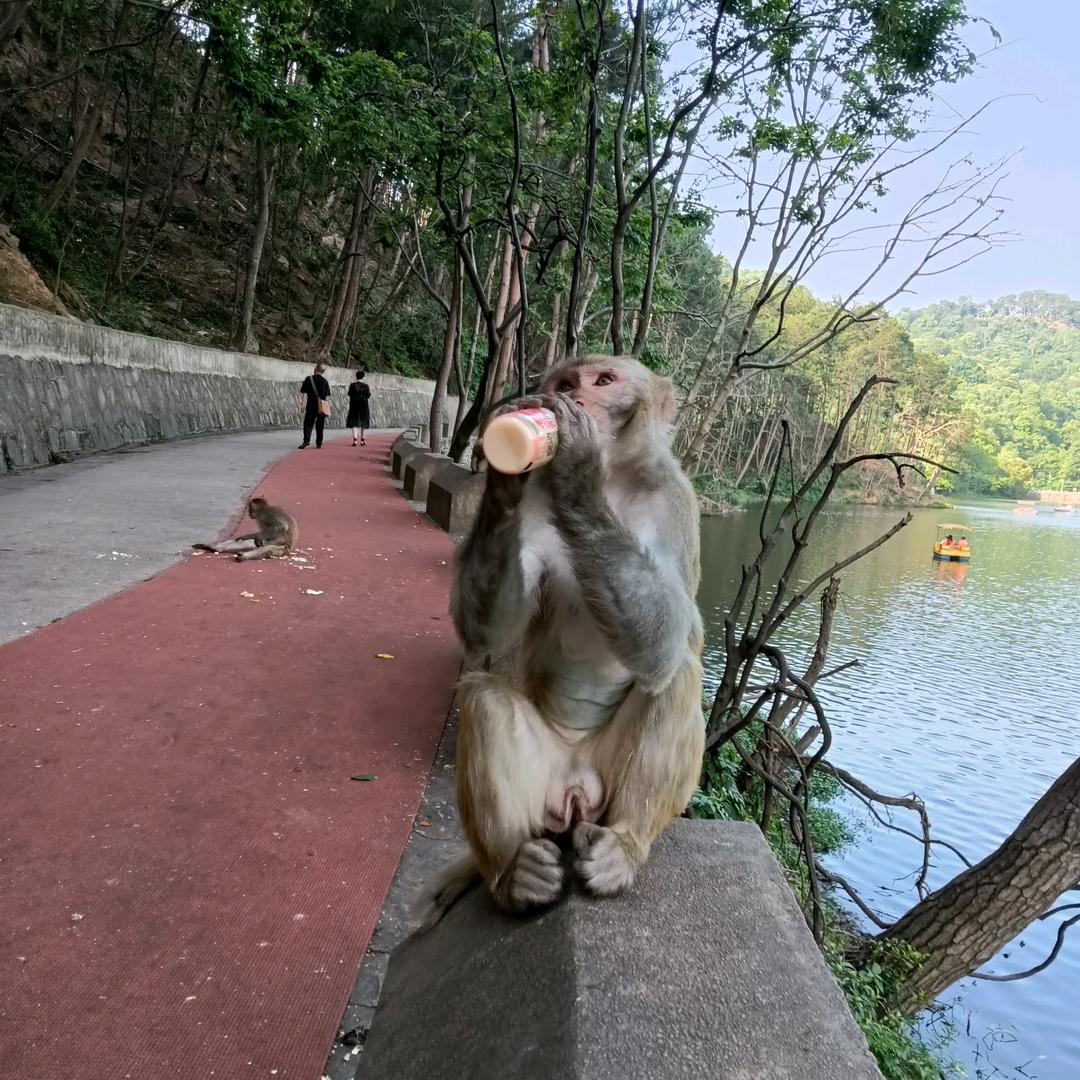 喂猴人朱阿姨