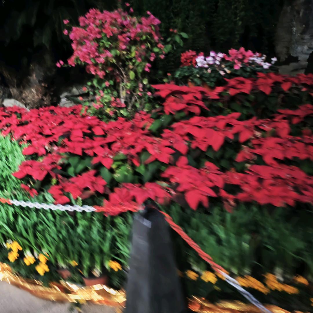 淋雨中的花
