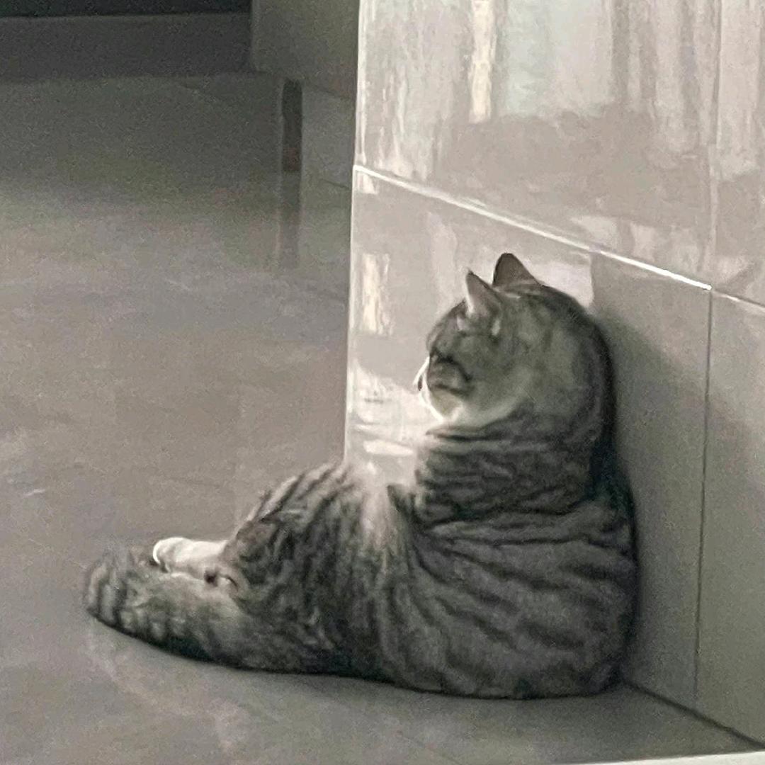 关于小熊