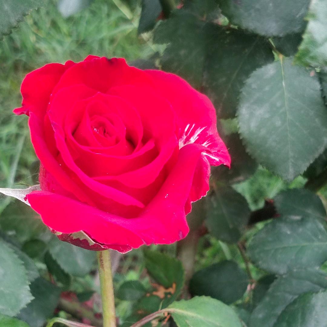 炸鸡妹子《展秋霞》