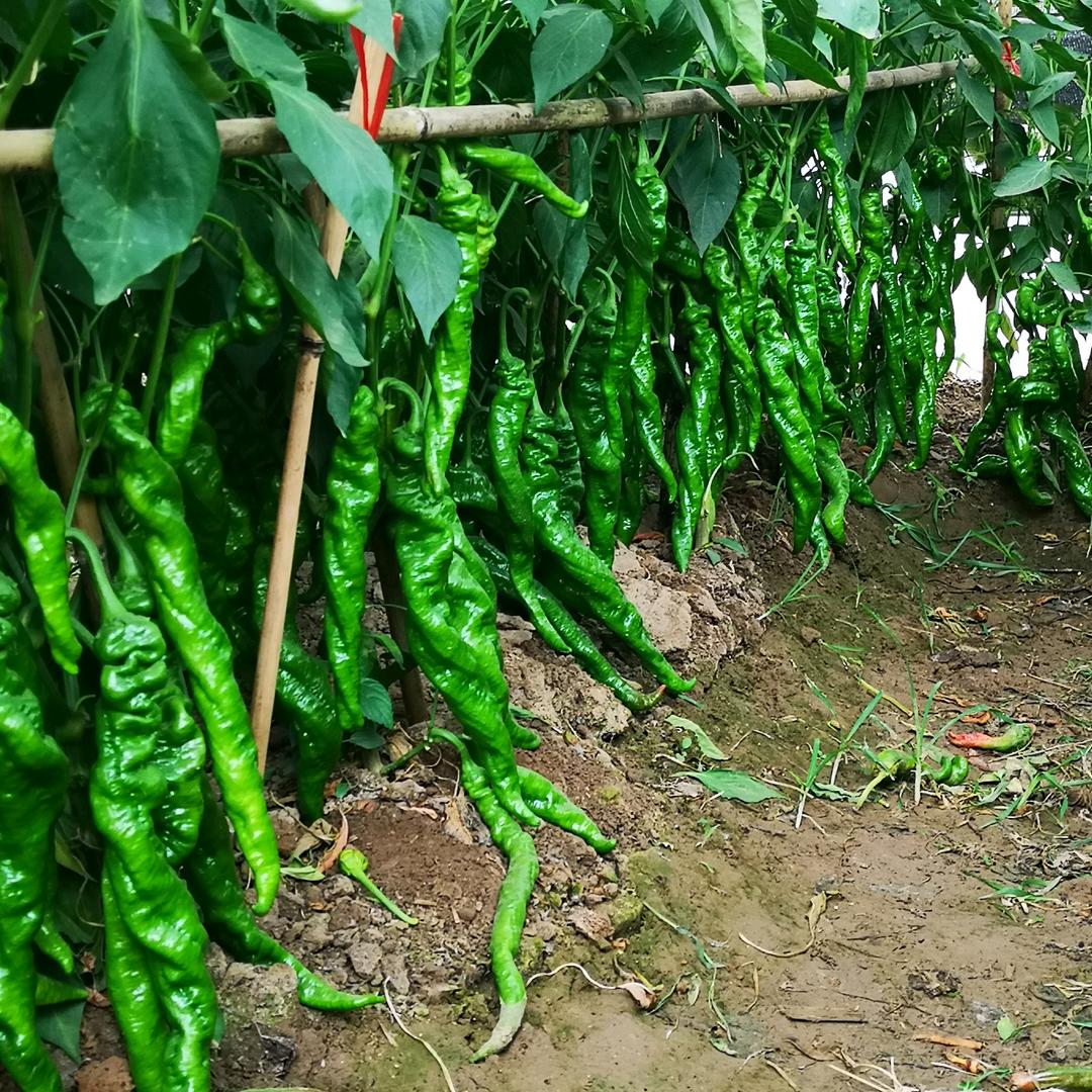 廉江市横山荣丰种子店