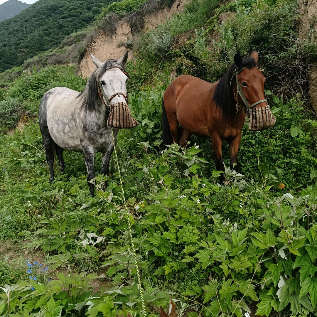 【牧人哥】~ 【A999999】