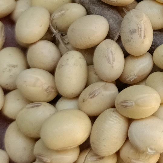 常年上门收购黄豆小麦，夏天卖西瓜
