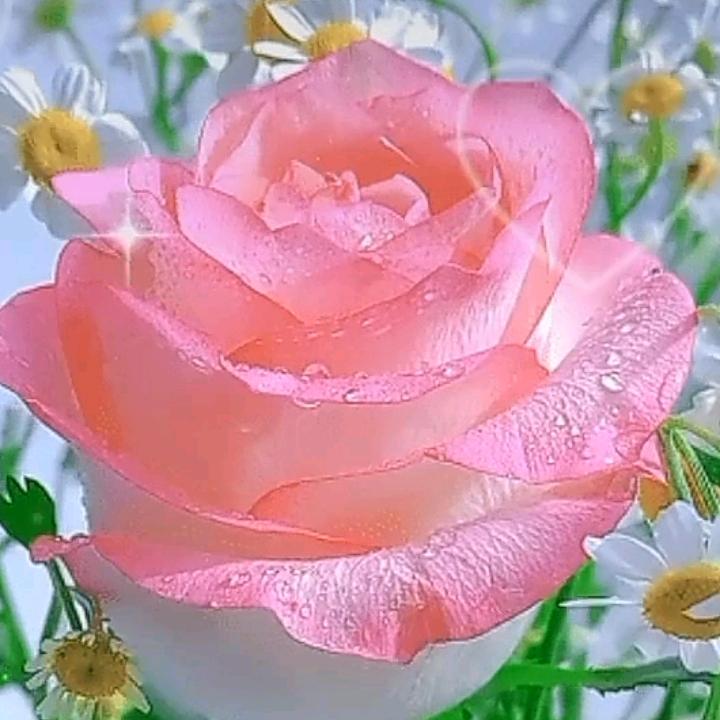 🌹蓝心🌹