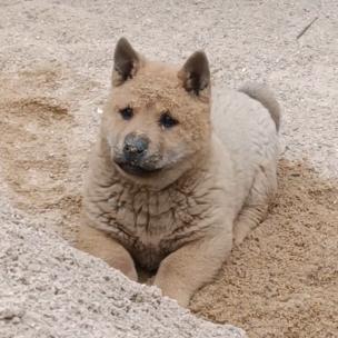 “会会”会做饭