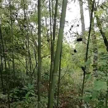 竹林山猪