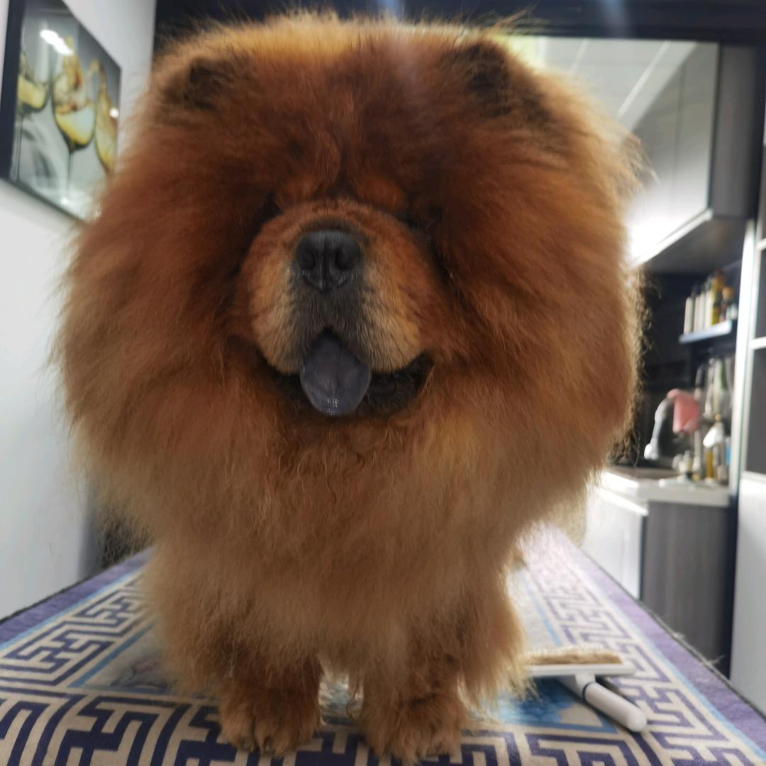 儍哥