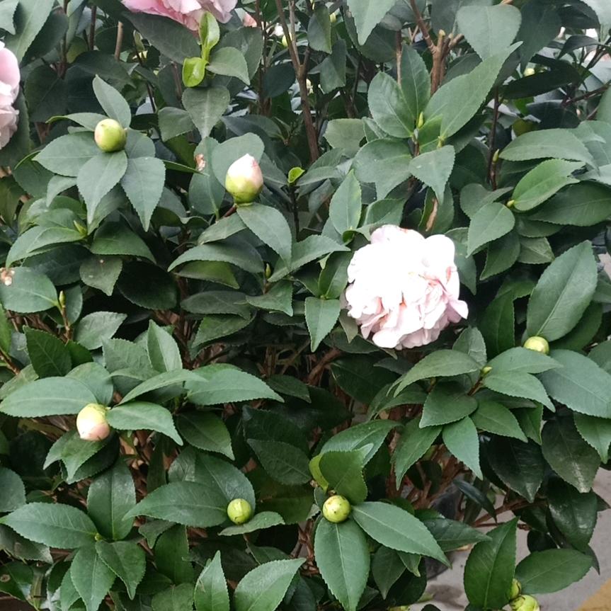 、！！？人口？？？。