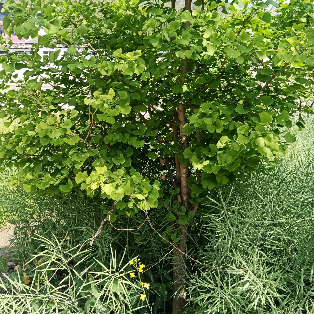 陈桂兰