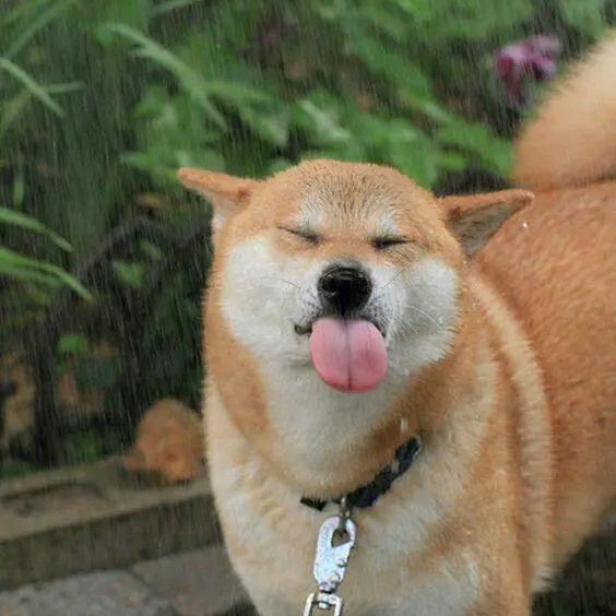 叶赫那拉苟子