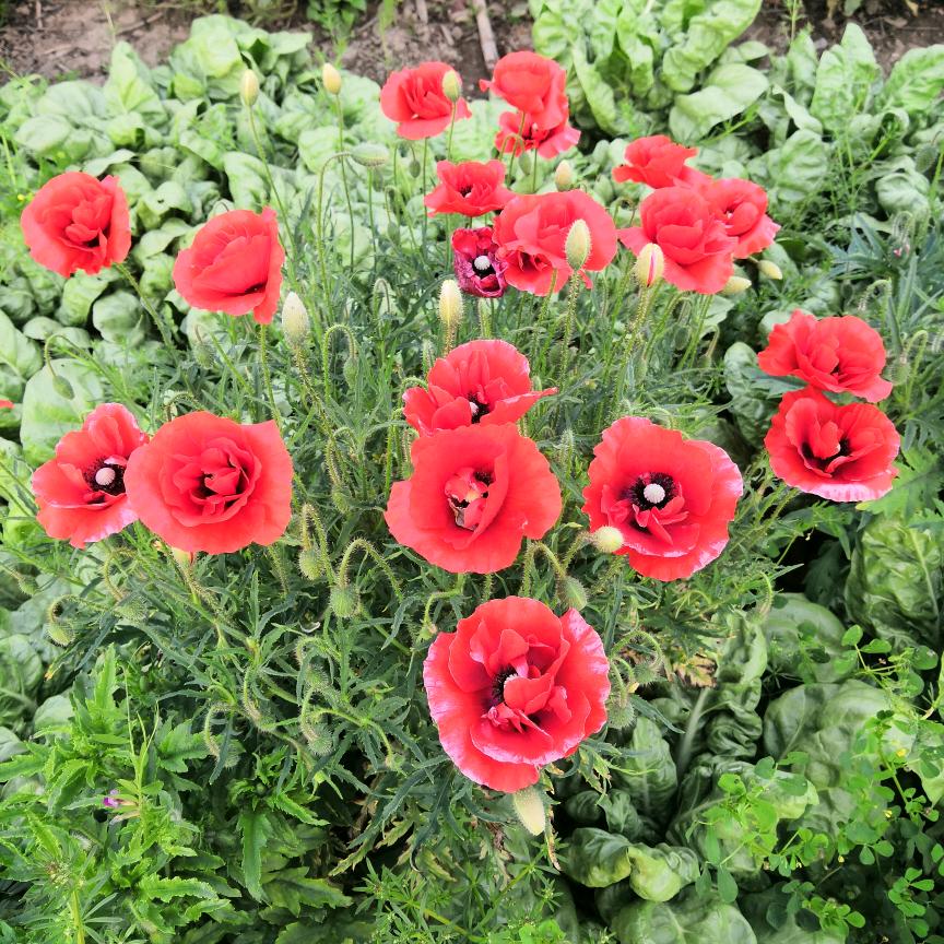 一个人没有老婆有小孩