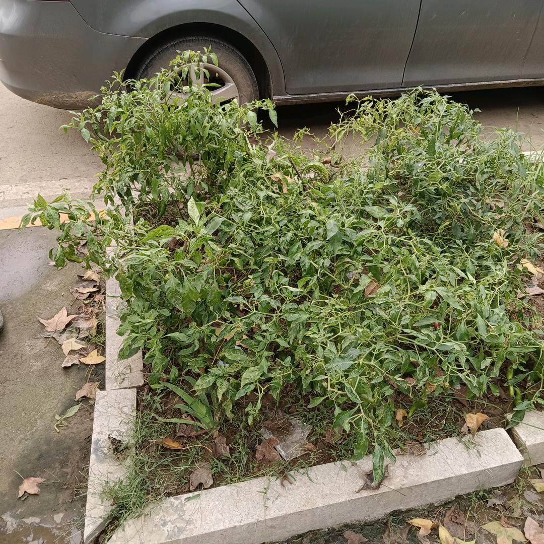 红梅丽