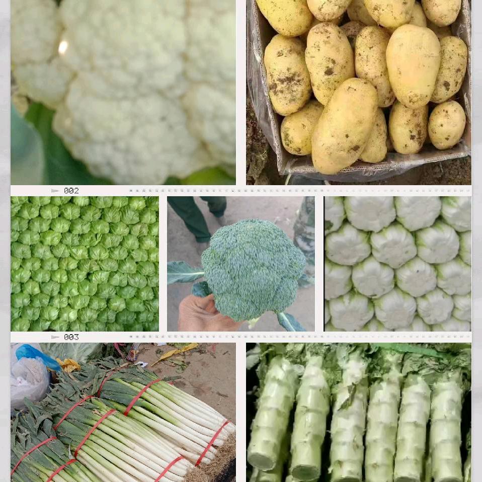 河北惠农蔬菜发往全国各地