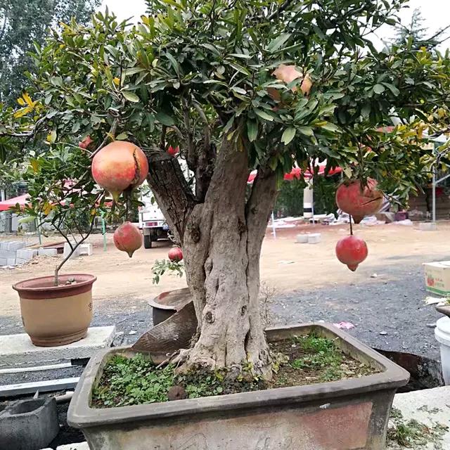 榴锦石榴盆景老桩