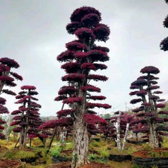 浏阳市芳菲种植专业合作社g